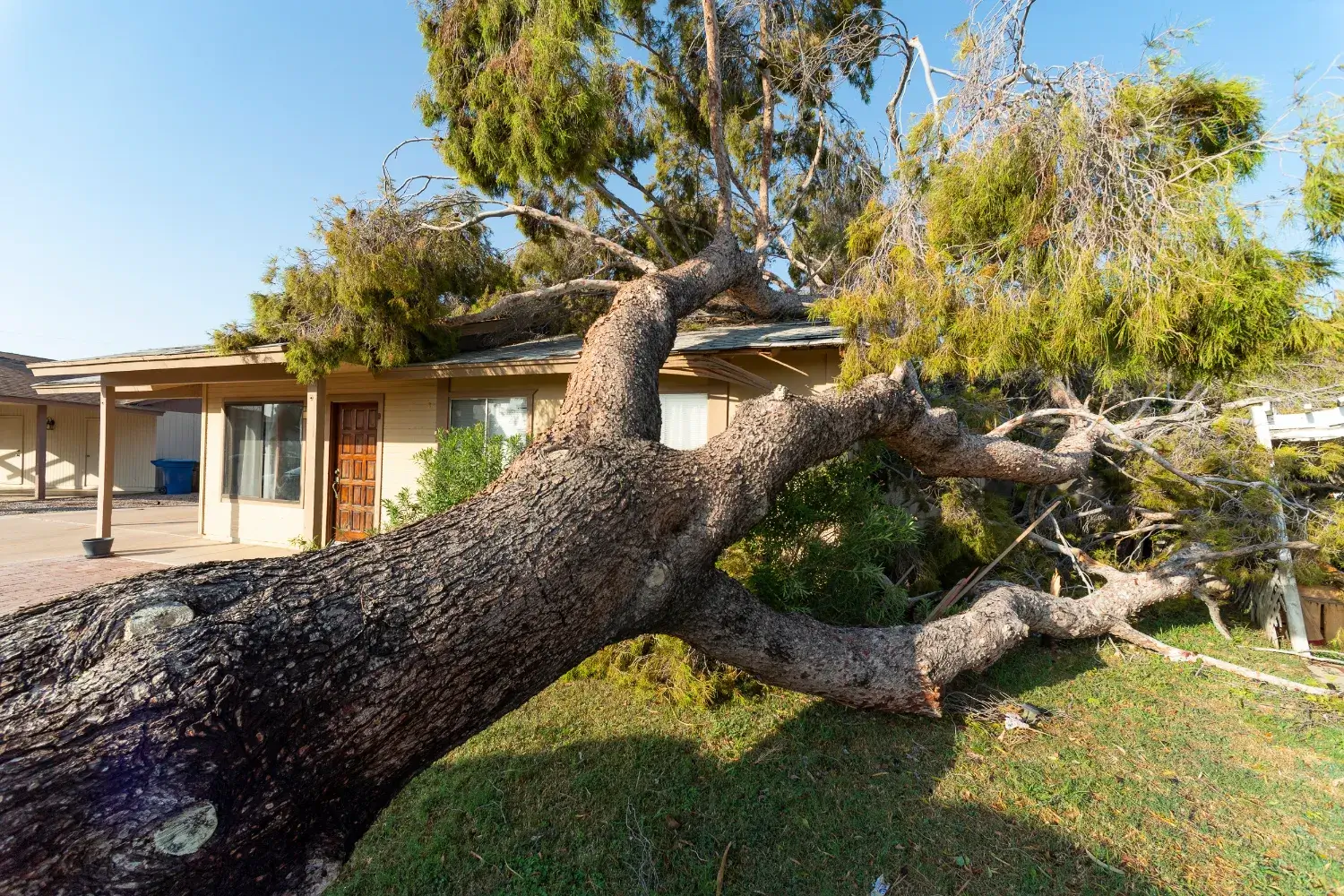 emergency tree clean up hamilton