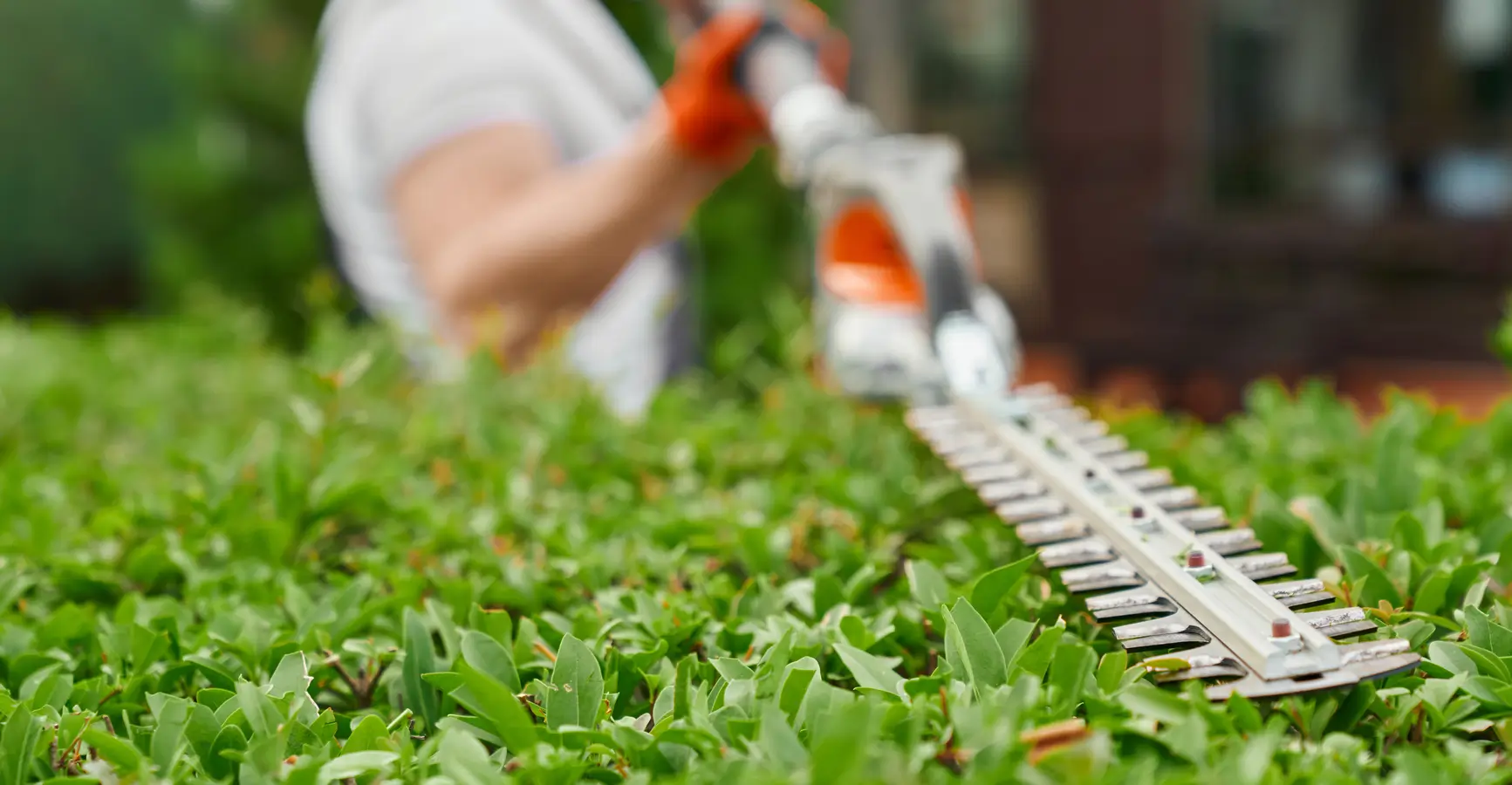 hamilton hedge trimming
