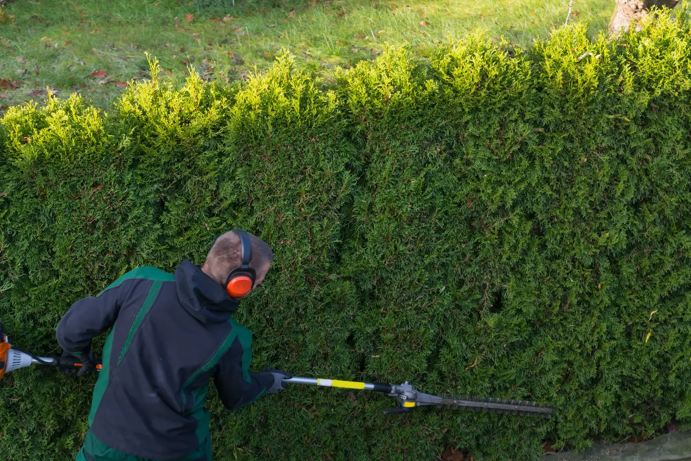 hedge plants hamilton