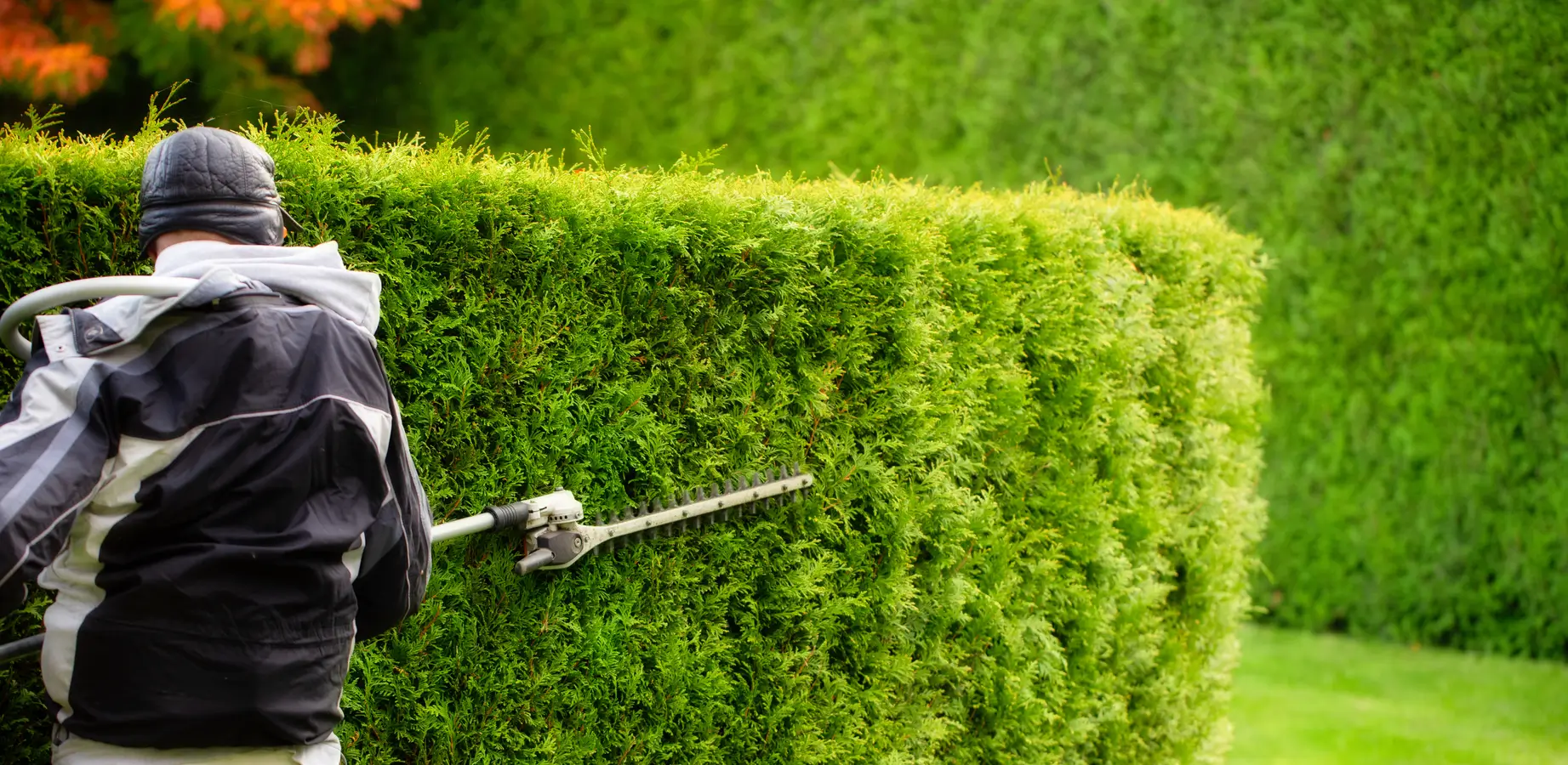 hedge trimmers hamilton