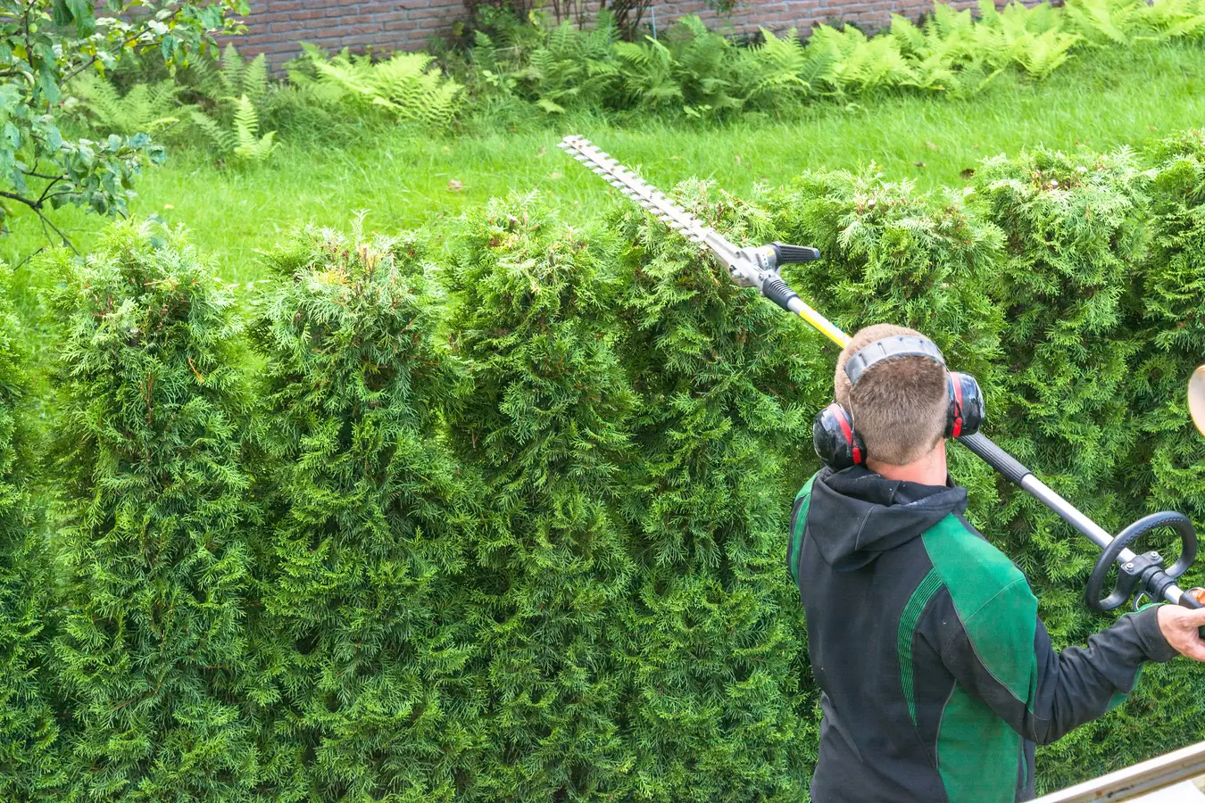hedging plants hamilton