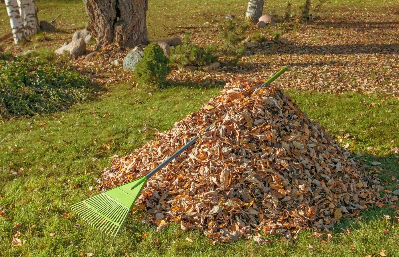 mulch trees hamilton