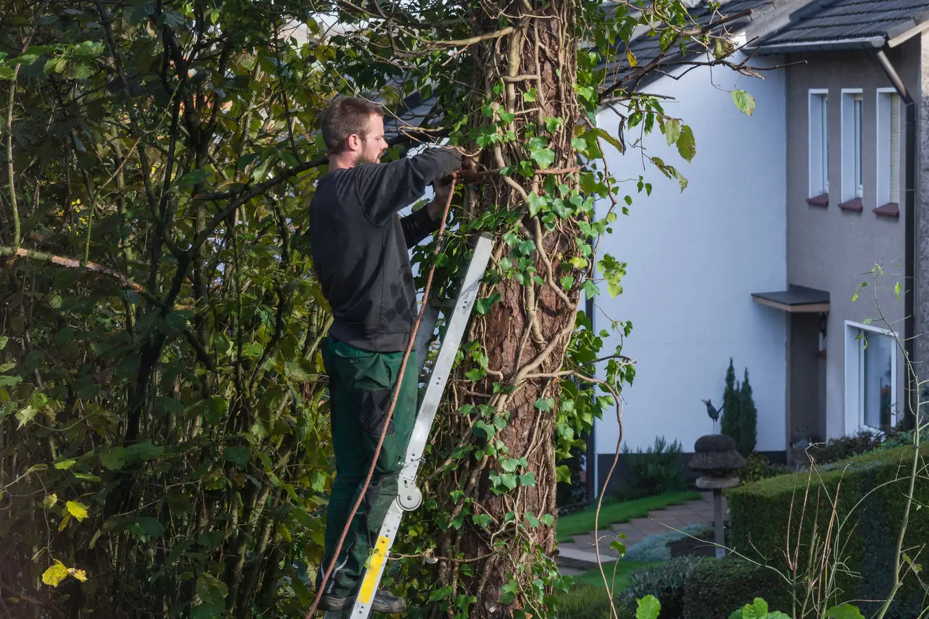 tree pruning services hamilton