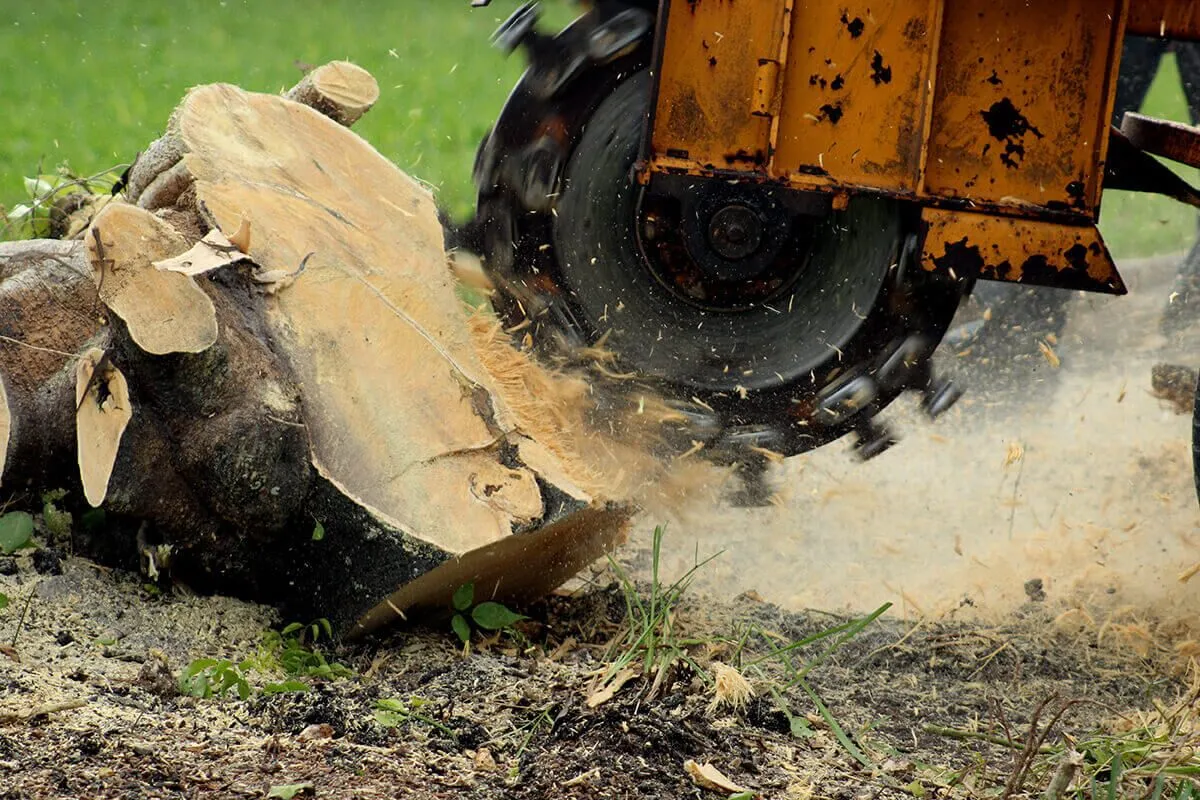 tree stump removal hamilton
