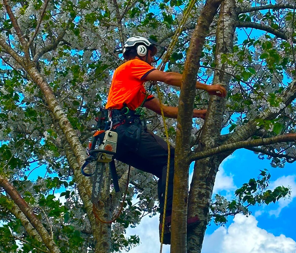 tree trimming hamiton